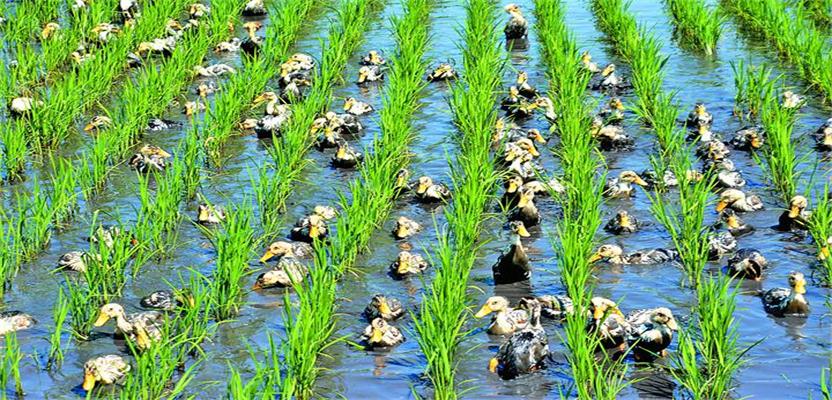 現(xiàn)代農(nóng)業(yè)發(fā)展情況調(diào)研報(bào)告